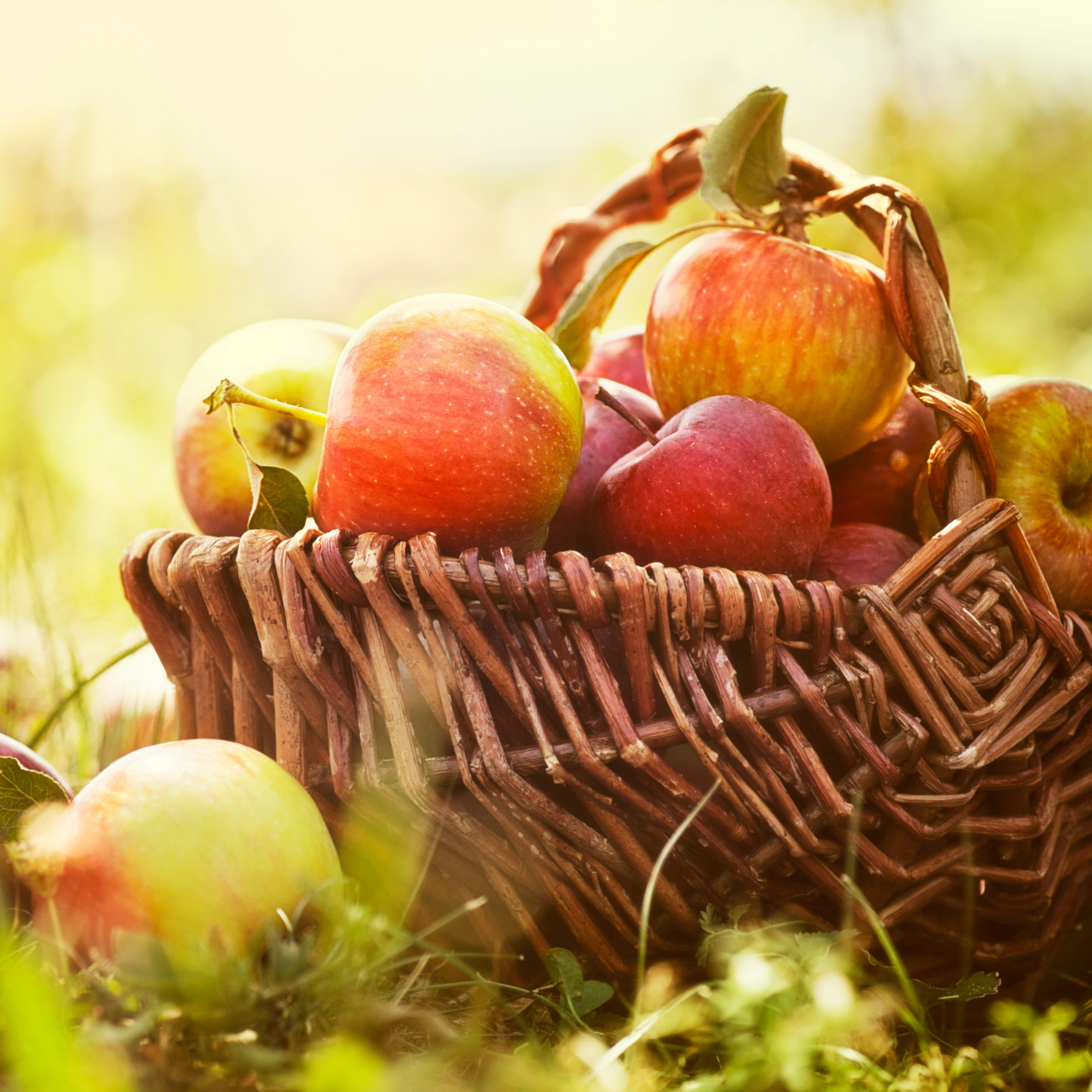 An A-to-Z Guide to Apples, New England's Most Iconic Fall Fruit