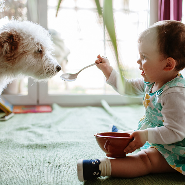 Baby feeding dog