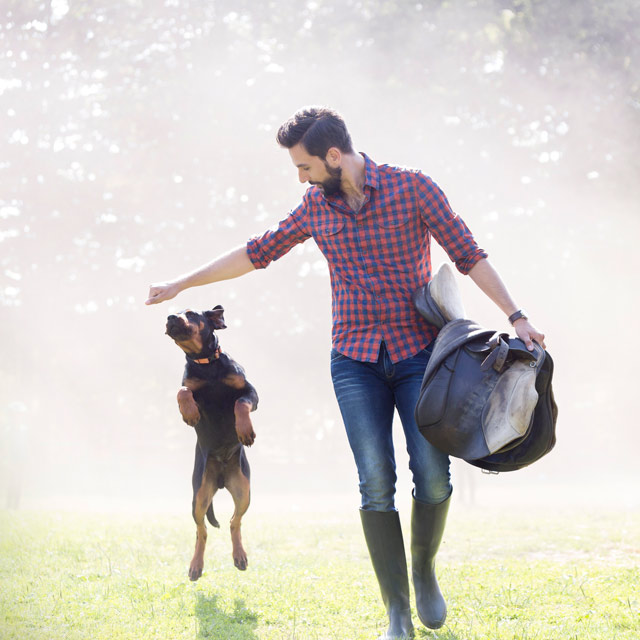 Healthy man walks in a field carrying a saddle, with a dog leaping next to him.