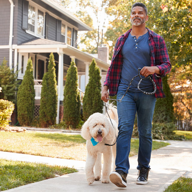 A man walks a large dog along a sidewalk on a sunny day in a residential area.